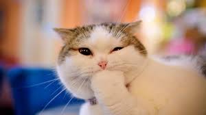 Tens of millions of stock images & illustrations. What Your Love Of Funny Cat Videos Says About Your Personality According To Science Inc Com