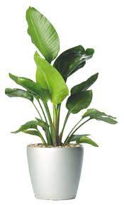 Strelizia Nicholii Bird Of Paradise Plant Texture Plants Indoor Plants Low Light