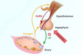 Image result for Pregnane Progestin