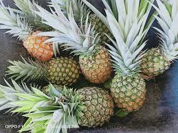We did not find results for: Sebelum Tanam Nanas Md2 Dalam Pasu Buang Semua Akar Hasilnya Buah Manis Leting Mingguan Wanita