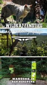 Wildkatzen Walderlebnis Und Wildkatzenstieg Zum Wildkatzengehege Bad Harzburg Bad Harzburg Harzburg Harz Urlaub