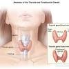 T3 (triiodothyronine) and t4 (thyroxine) or thyroid hormones from follicular cells. Https Encrypted Tbn0 Gstatic Com Images Q Tbn And9gcqcgdroiqzyfasgyqotazggaviyge2ppgixfbhn Ghbgoeeks0 Usqp Cau