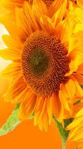 Pin By Patricia Gross On Colors Sunflower Pictures Sunflowers And Daisies Beautiful Flowers