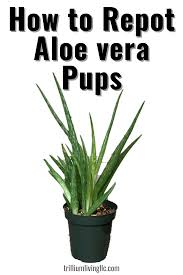 We did not find results for: Repotting Aloe Vera Pups The Easiest Way To Propagate Aloe Vera In 2021 Aloe Vera Pups Propagate Aloe Vera Repotting Aloe Vera
