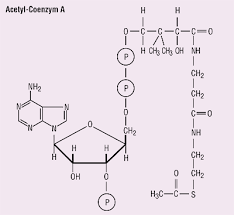 All genomes sequenced to date encode enzymes that use coenzyme a as a substrate, and around 4% of cellular enzymes use it. Acetyl Coenzym A Gesundheit De