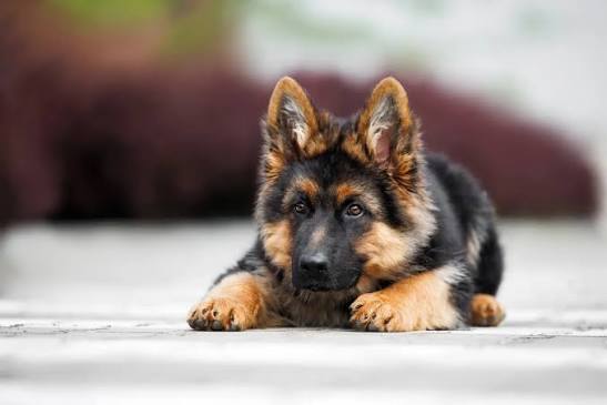 German Shepherd