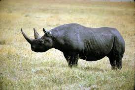 Rip The Western Black Rhino Officially Declared Extinct Post Top 10 Endangered Animals Endangered Animals Extinct Animals