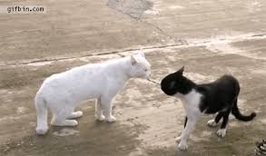 Cats fighting may give or receive a bite or scratch wound. Roughhousing Or Roughed Up How To Tell If Cats Are Playing Or Fighting Cat Checkup