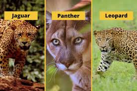 Check spelling or type a new query. What S The Difference Between A Leopard And A Panther Peepsburgh