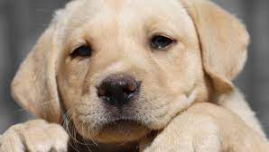 Mom is fox red and dad is white with darker markings. Puppies Latest Litters Labrador Retrievers Olde English Bulldogges