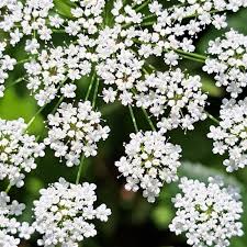 Image result for Pimpinella