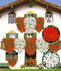 Pin Op Tuinplanten E A