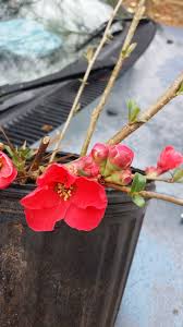 Anese quince growing in a container red flowering quince flowering shrub l1217 red flowering quince. 1 Gallon Toyo Nishiki Flowering Quince Profuse Combinations Of Pink White And Even Sometimes Red Appear On The Same Branch Pixies Gardens