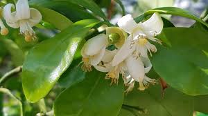No blooms means no fruit, so you'll want to address this first. Citrus Trees A Sweet Or Sour Addition To Any Garden