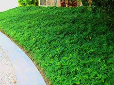 58 Landscape Illo Ref Inspo Ideas In 2021 Landscape Plants Florida Landscaping