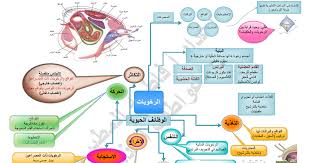 مجرى واحتياطات لمرور صغار السمك. Ø®Ø±ÙŠØ·Ø© Ù…ÙØ§Ù‡ÙŠÙ…ÙŠØ©
