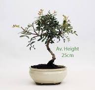 Pistachio Bonsai Tree Mini - ALL THINGS BONSAI