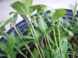 Caterpillar Palooza Monarchfalter Schmetterlingsgarten Schmetterlingshaus