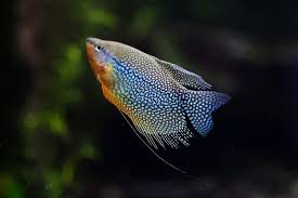 This coloration morph isn't present in nature however has. 10 Most Popular Types Of Gourami Fish With Some Facts Fish Tank Master