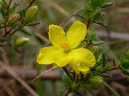 Image result for Habenaria riparia