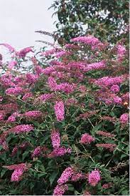 Butterfly Bush Plants Butterfly Bush Flowers Perennials