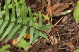 Image result for Pellaea doniana