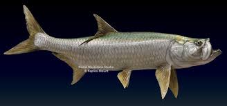 Tarpon Replica4 Jpg 1100 516 Whale Fish Animals