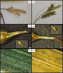 Image result for Carex bequaertii