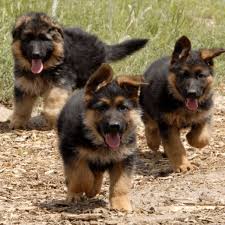German shepherd dog breeders located in southern arizona. Long Haired German Shepard Puppies I Can Not Wait To Start Breeding These Dogs German Shepard Puppies Shepherd Puppies German Shepherd Puppies