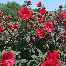 Image result for Hibiscus meyeri