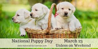 National puppy day and national dog day are now great opportunities to adopt a dog because shelters typically have the highest intake of dogs around summertime. National Puppy Day March 23 Unless Weekend Puppy Day National Puppy Day Puppies