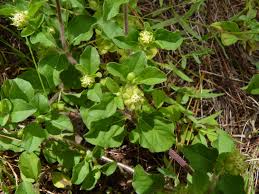 Image result for Acanthospermum australe