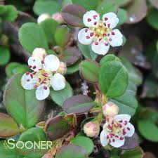 Image result for Cotoneaster