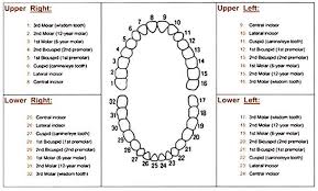 Dental Charting Dental Index Jr Online Dental Tutor