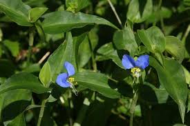 Image result for Commelina