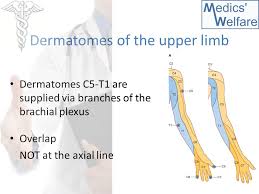 Session 5 Dermatomes Myotomes Forearm Hand Ppt Video