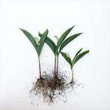 Lily Of The Valley Flowers With Roots Indoors Still Life Stock Photo 193431282