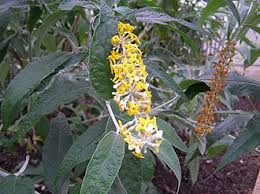 Image result for Buddleja pulchella