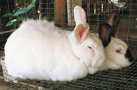 Maybe you would like to learn more about one of these? Raising Animals As Gardening Allies Finegardening