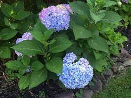 Big Leaf Hydrangeas Bloom On Old And New Wood So You Need To Protect The Next Season S Flower Buds That Fo Big Leaf Hydrangea Hydrangea Not Blooming Big Leaves