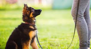 German shepherds can pick up commands quickly but they require consistency and high energy to keep them focused. German Shepherd Training Keeping Clever Dogs Entertained