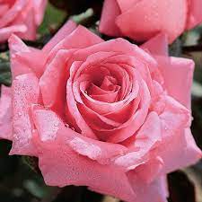 Ben je helemaal hierheen gescrold om over tree roses te lezen? Beautiful Dreamer 36 Inch Tree Rose At Jackson Perkins