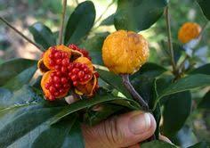 Image result for Synsepalum revolutum