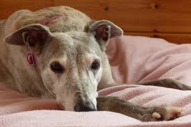 Image result for Greyhounds
