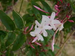 Image result for Jasminum breviflorum