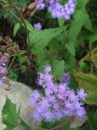 Bluemist Flower Hardy Ageratum Ageratum The Photo Appears To Be An Ageratum An Annual That Bears Petite Clusters Of Flowers Plants Wild Flowers Powder Puff