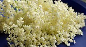 We did not find results for: How To Identify Elderflower Stay Roam