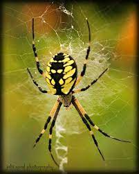 Orb Spinner Garden Spider Spider Weird Insects