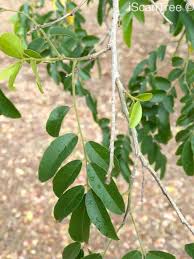 Image result for Xanthocercis
