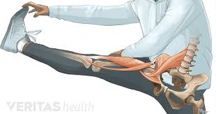 To answer this question, we first have to discuss a little anatomy. Understanding Hip Flexor Pain
